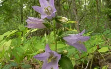 Kampanula gradina mireasa si mirele perene, de plantare și îngrijire, specii populare, boala și