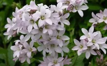 Kampanula gradina mireasa si mirele perene, de plantare și îngrijire, specii populare, boala și