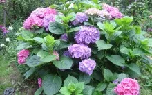 Kampanula gradina mireasa si mirele perene, de plantare și îngrijire, specii populare, boala și