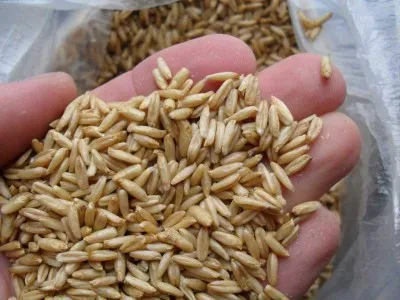 remedii populare de tratament pietre la rinichi, strivire