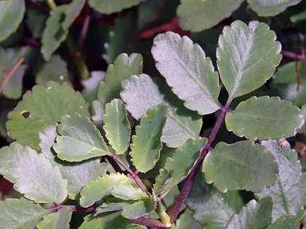 Kalanchoe - îngrijire la udare acasă, tăiere, transplantare, fertilizat (îngrijire) Kalanchoe - îngrijire la udare acasă, tăiere, transplantare, fertiliza