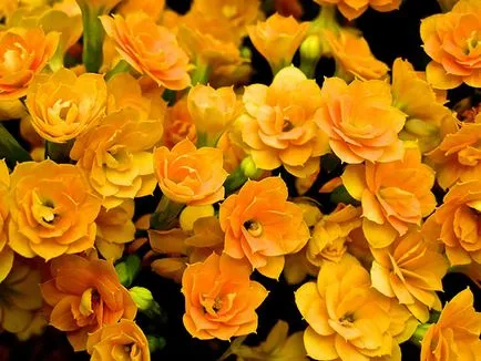 Kalanchoe - îngrijire la udare acasă, tăiere, transplantare, fertilizat (Kalanchoe) Kalanchoe - îngrijire la udare acasă, tăiere, transplantare, fertiliza
