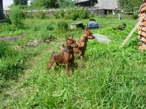 Miniature Pinscher - Doberman de buzunar