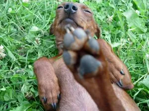 Miniature Pinscher - Doberman de buzunar