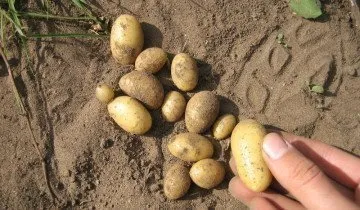 Cartofi de sămânță pentru a produce soiuri de elită (cartof) Cartofi de sămânță pentru a produce soiuri de elită