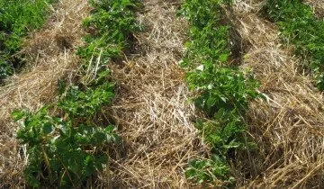 Cartofi de sămânță pentru a produce soiuri de elită (elita) Cartofi de sămânță pentru a produce soiuri de elită