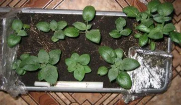 Cartofi de sămânță pentru a produce soiuri de elită (primirea) Cartofi de sămânță pentru a produce soiuri de elită