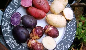 Cartofi de sămânță pentru a produce soiuri de elită (primirea) Cartofi de sămânță pentru a produce soiuri de elită