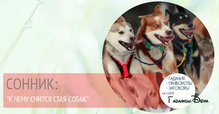 De ce visul unui pachet de câini 1