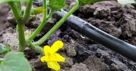 Picurător Caracteristici de irigare prin picurare la și funcții, tipuri și reguli de instalare (udare) Picurător Caracteristici de irigare prin picurare la și funcții, tipuri și reguli de instalare