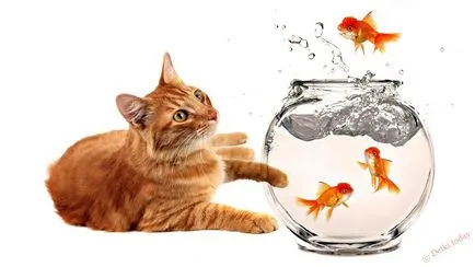 Imagini pentru poze copii pisica (copii) Poze pentru copii poze pisici