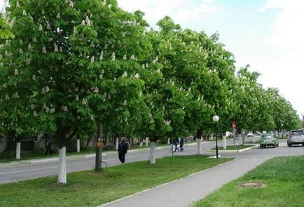 Castan, plantarea de copaci și de îngrijire, condițiile de creștere (îngrijire) Castan, plantarea de copaci și de îngrijire, condițiile de creștere