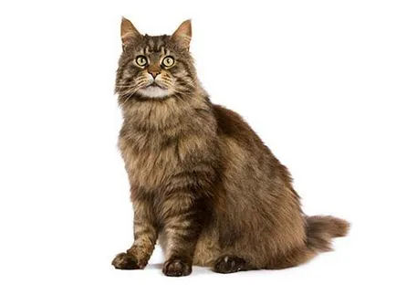 pisici castrare 🐱 la un preț accesibil într-o clinică veterinară din București SNC