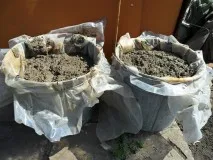 Când căpșunile pot fi plantate în primăvara și cad la pământ (posibil) Când căpșunile pot fi plantate în primăvara și cad la pământ