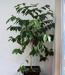 copac de îngrijire la domiciliu de cafea