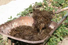 Când căpșunile pot fi plantate în primăvara și cad la pământ (în primăvară) Când căpșunile pot fi plantate în primăvara și cad la pământ