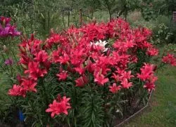 Când a planta crini