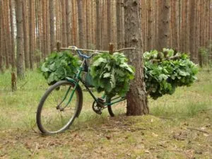 Când aveți nevoie să mături tricot pentru o baie - un ghid complet și sfaturi