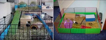 Cage pentru dimensiunea de porc de guineea, modul de a face propriile lor mâini - întreținerea și îngrijirea