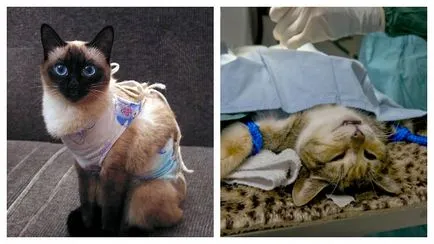 Când a steriliza caracteristici cat si perioadele