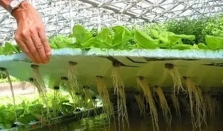 Cultivarea căpșuni hidroponice, îngrijire, avantajele metodei, o fotografie, video