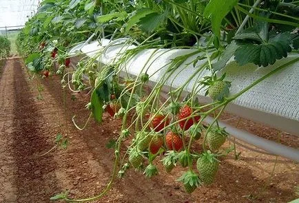 căpşuni hidroponice