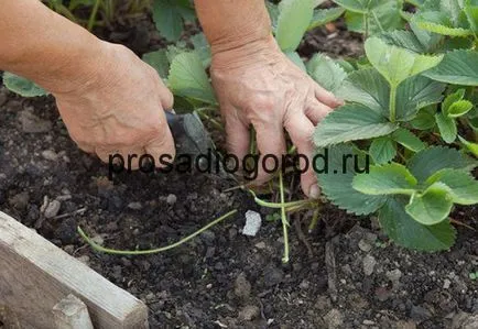 Strawberry când mustață și asieta frunze după plantarea în primăvară, clipuri video și fotografii (în primăvară) Strawberry când mustață și asieta frunze după plantarea în primăvară, video și fotografii