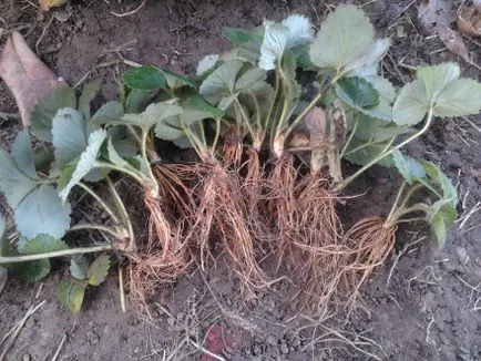 Când căpșunile pot fi plantate în primăvara și cad la pământ (posibil) Când căpșunile pot fi plantate în primăvara și cad la pământ