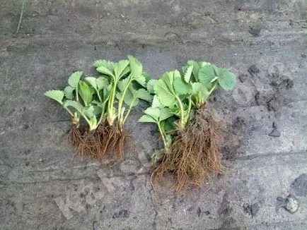 Atunci când este cel mai bine pentru a planta căpșuni și cum să planteze