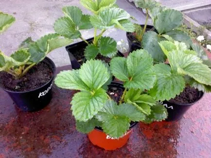 Când căpșunile pot fi plantate în primăvara și cad la pământ (sol) Când căpșunile pot fi plantate în primăvara și cad la pământ