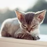 Cat Devon Rex - Descriere rasa, caracter, fotografie, culoare, dimensiuni, standard, greutate și înălțime,