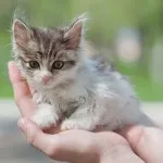 Pisica din animalele de companie apartament