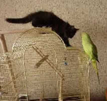 Cat marchează teritoriul în apartament pentru a face, sfaturi - Totul despre pisici și pisici cu dragoste (cum să intarca teritoriu marca de pisică) Cat marchează teritoriul în apartament pentru a face, sfaturi - Totul despre pisici și pisici cu dragoste