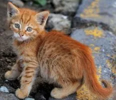 Cat marchează teritoriul în apartament pentru a face, sfaturi - Totul despre pisici și pisici cu dragoste (semne) Cat marchează teritoriul în apartament pentru a face, sfaturi - Totul despre pisici și pisici cu dragoste