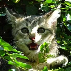 Cat marchează teritoriul în apartament pentru a face, sfaturi - Totul despre pisici și pisici cu dragoste (teritoriu) Cat marchează teritoriul în apartament pentru a face, sfaturi - Totul despre pisici și pisici cu dragoste