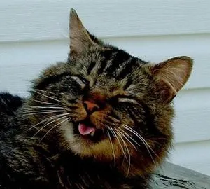 Cat sau pisica stranuta ce să facă, cum de a diagnostica si trata decat