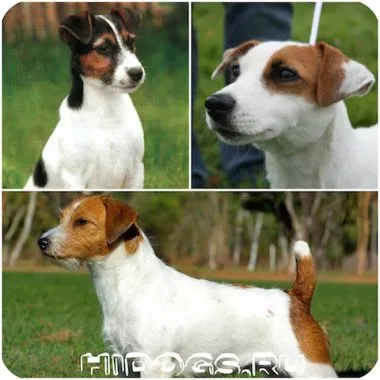 Hrănirea pui Dzhek Rassel Terrier