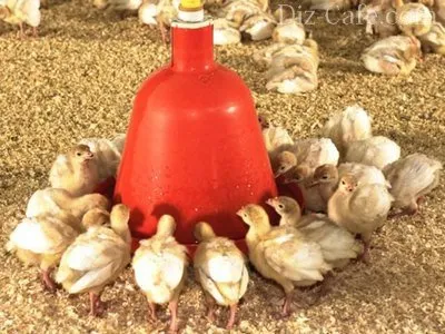 Alimentare și de băut pentru pui cu mâinile lor și cele mai bune (mâini) Alimentare și de băut pentru pui cu mâinile lor și cele mai bune