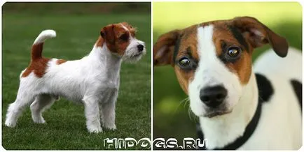 Hrănirea pui Dzhek Rassel Terrier