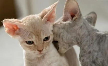 Cat Devon Rex - Descriere rasa, caracter, fotografie, culoare, dimensiuni, standard, greutate și înălțime,