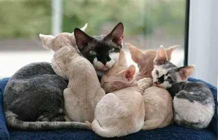 Cat Devon Rex - Descriere rasa, caracter, fotografie, culoare, dimensiuni, standard, greutate și înălțime,