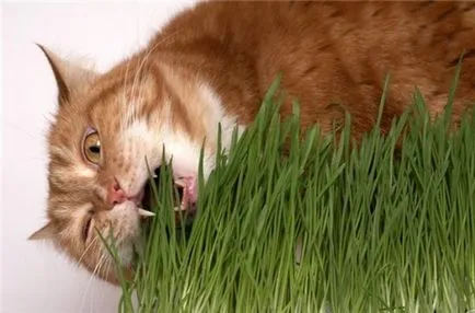 Caracteristici Cat pisica de iarnă a conținutului în sezonul rece