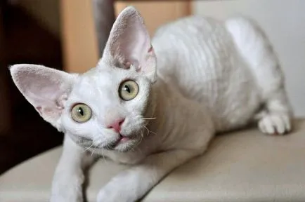 Cat Devon Rex - Descriere rasa, caracter, fotografie, culoare, dimensiuni, standard, greutate și înălțime,