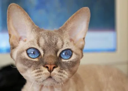 Cat Devon Rex - Descriere rasa, caracter, fotografie, culoare, dimensiuni, standard, greutate și înălțime,