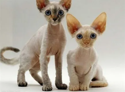 Cat Devon Rex - Descriere rasa, caracter, fotografie, culoare, dimensiuni, standard, greutate și înălțime,