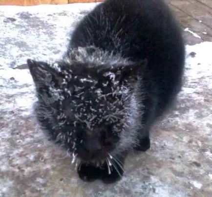 Caracteristici Cat pisica de iarnă a conținutului în sezonul rece