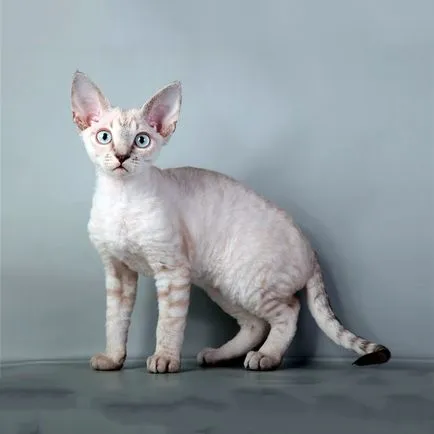 Cat Devon Rex - Descriere rasa, caracter, fotografie, culoare, dimensiuni, standard, greutate și înălțime,
