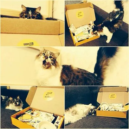 Fericirea Caseta glorybox - cel mai bun cadou pentru animalele de companie (dvs.) Fericirea Caseta glorybox - cel mai bun cadou pentru animalele de companie