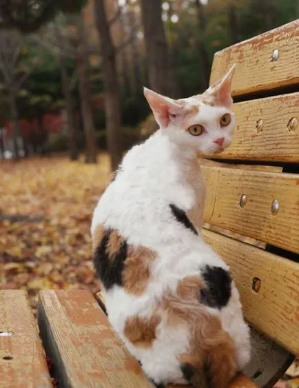 Devon Rex fotografii pisică, clipuri video, descriere rasa, de îngrijire, caracter