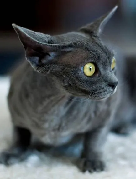 Devon Rex fotografii pisică, clipuri video, descriere rasa, de îngrijire, caracter